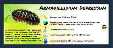 Armadillidium Depressum Isopod Bin Label